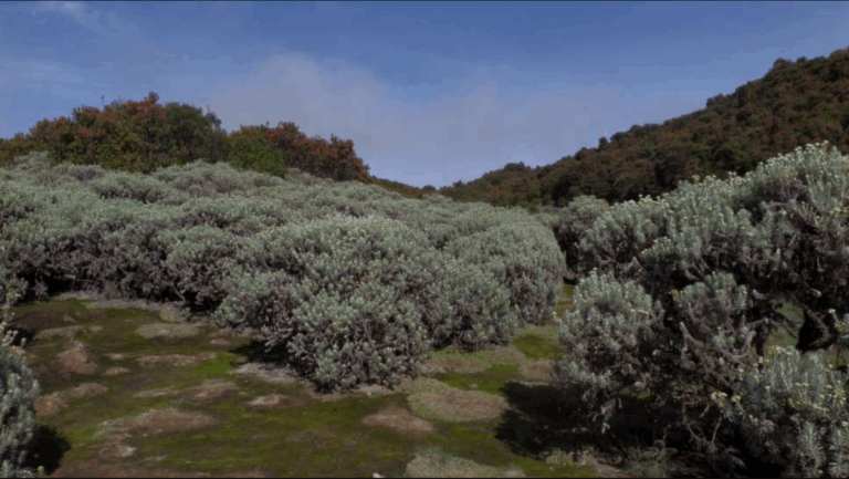 Gunung Papandayan: Surga Edelweiss di Jawa Barat