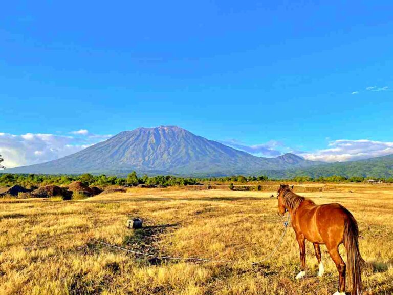 Padang Savana: Keindahan Alam Indonesia yang Mirip Afrika