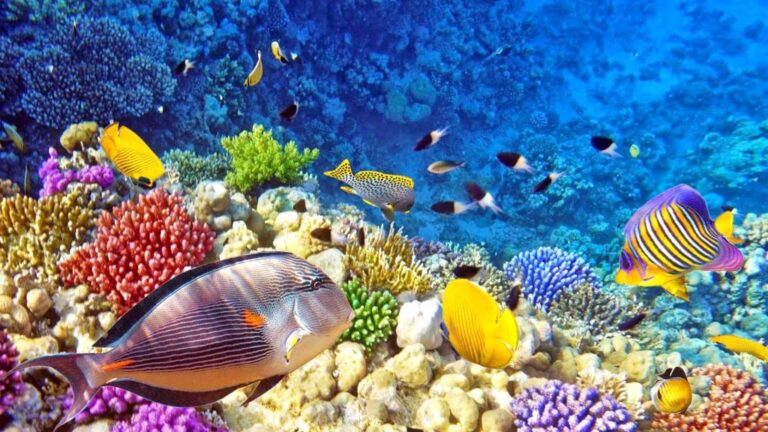 Menyelami Dunia Bawah Laut Raja Ampat