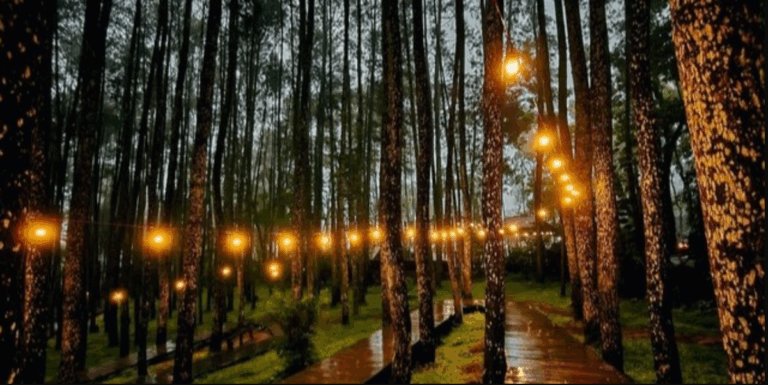 Wisata Hutan Pinus yang Instagramable dan Menenangkan