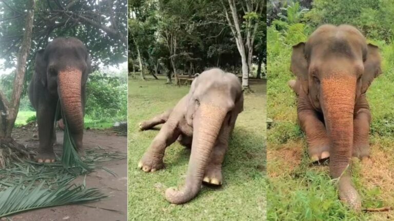 Liburan Satu Hari di Medan: Bertemu Siti si Gajah