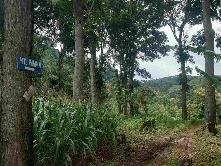 Gunung Pandan: Keindahan Alam Tersembunyi di Bojonegoro