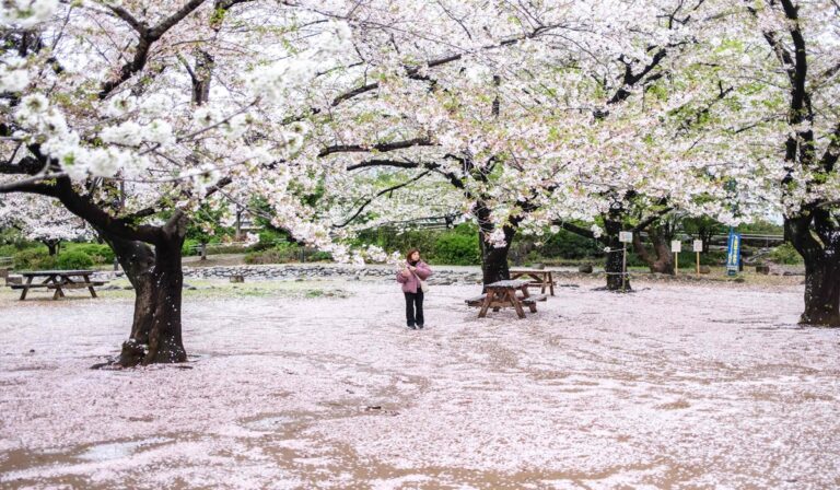 Menelusuri Jejak Sakura: Destinasi Eksotis 2026