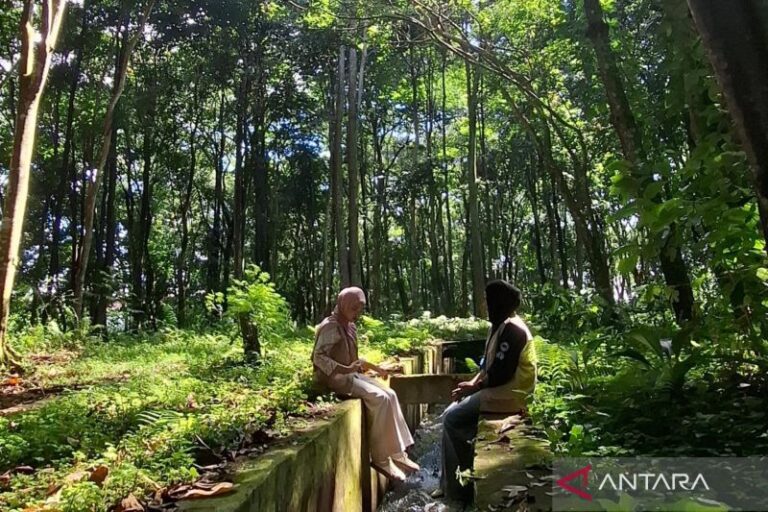 Menggali Hutan Kota: Pesona Tersembunyi Rejang Lebong
