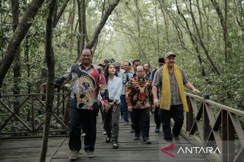 Pengembangan Ekowisata Mangrove di Penajam