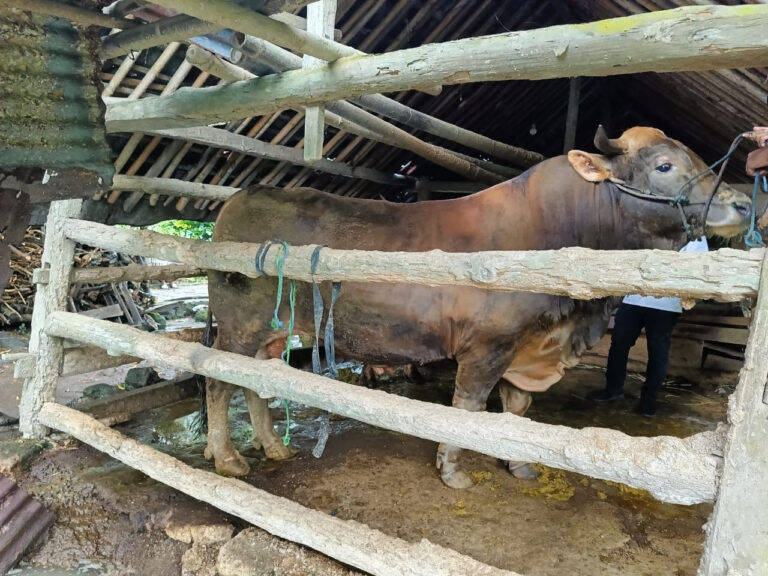 Harga Sapi Kurban Naik, Peternak di Bantul Bersiap